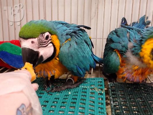 PoulaTo: όμορφο ζευγάρι παπαγάλων μπλε και χρυσού παπαγάλου